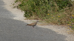 Streptopelia turtur