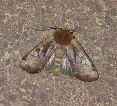 Conistra erythrocephala