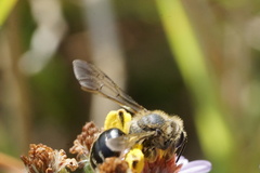 Andrena braccata