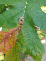 Callirhytis piperoides
