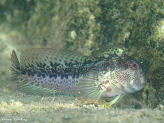 Parablennius pilicornis