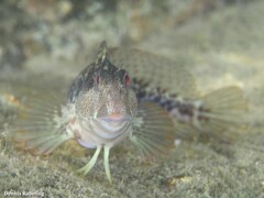 Parablennius pilicornis