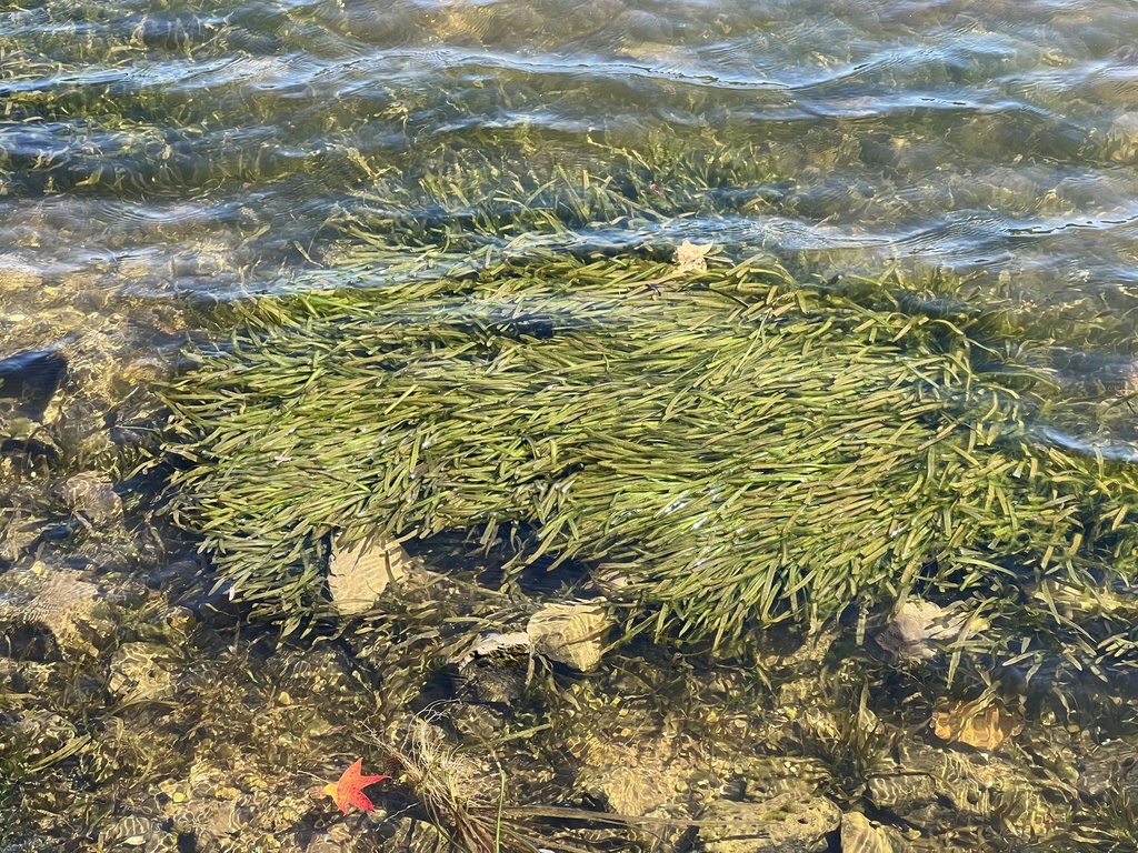American eelgrass from Lake Guntersville State Park, Guntersville, AL