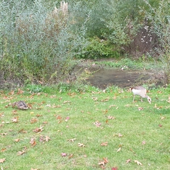 Alopochen aegyptiaca