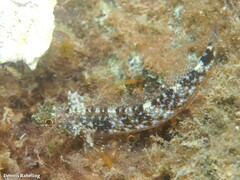 Tripterygion delaisi