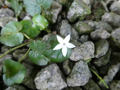 Geophila