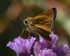 Hesperia meskei straton