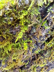 Thuidium delicatulum