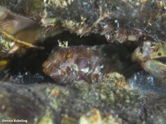 Parablennius incognitus