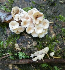 Marasmiellus