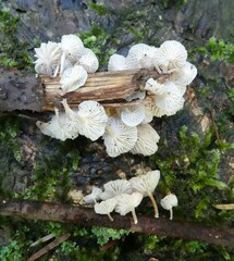 Marasmiellus