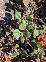 Eriogonum marifolium