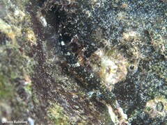 Tripterygion delaisi