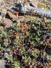 Eriogonum marifolium