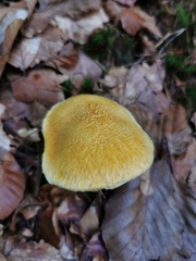 Suillus cavipes