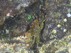 Pachygrapsus transversus