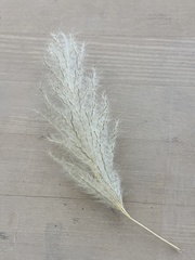 Bothriochloa barbinodis