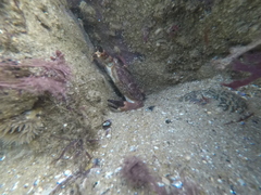 Danielethus crenulatus