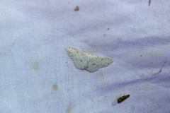 Cyclophora pendulinaria