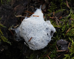 Fuligo septica candida