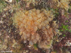 Ecteinascidia turbinata