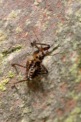 Rhynocoris