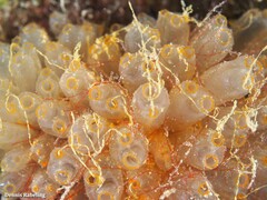 Ecteinascidia turbinata