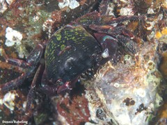 Pachygrapsus transversus