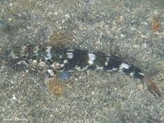 Mauligobius maderensis