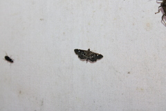 Diathrausta harlequinalis