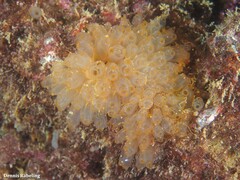 Ecteinascidia turbinata