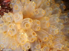 Ecteinascidia turbinata