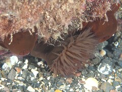 Actinia nigropunctata
