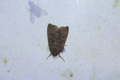 Ipimorpha pleonectusa