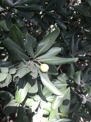 Pittosporum