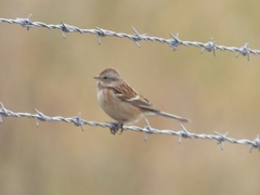 Spizelloides arborea