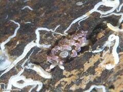 Spurilla neapolitana