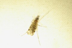 Sylvicola