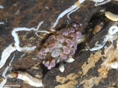 Spurilla neapolitana