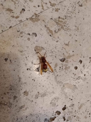 Vespa orientalis