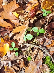 Rubus hispidus