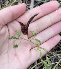 Desmanthus acuminatus