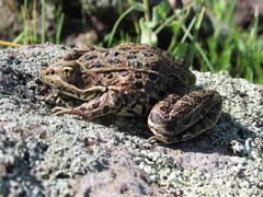 Lithobates chiricahuensis