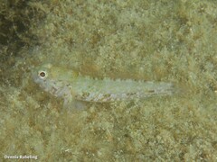 Gobius paganellus