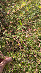 Euphorbia nutans
