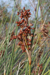 Juncus acutus