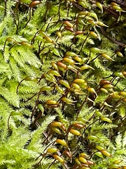 Brachytheciastrum velutinum