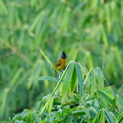 Rubigula flaviventris