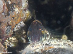 Coryphoblennius galerita
