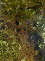 Callitriche